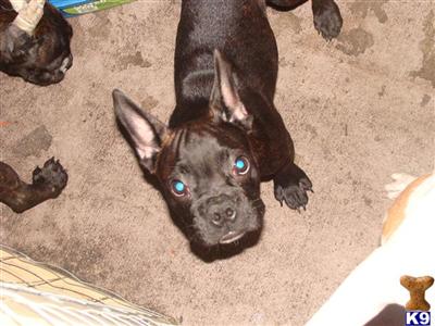 FRENCH BULLDOG MALE AKC 3 MONTHS VET CHECKED H/C